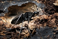 Kettingschalebijter (Carabus granulatus) 4-2009 4738